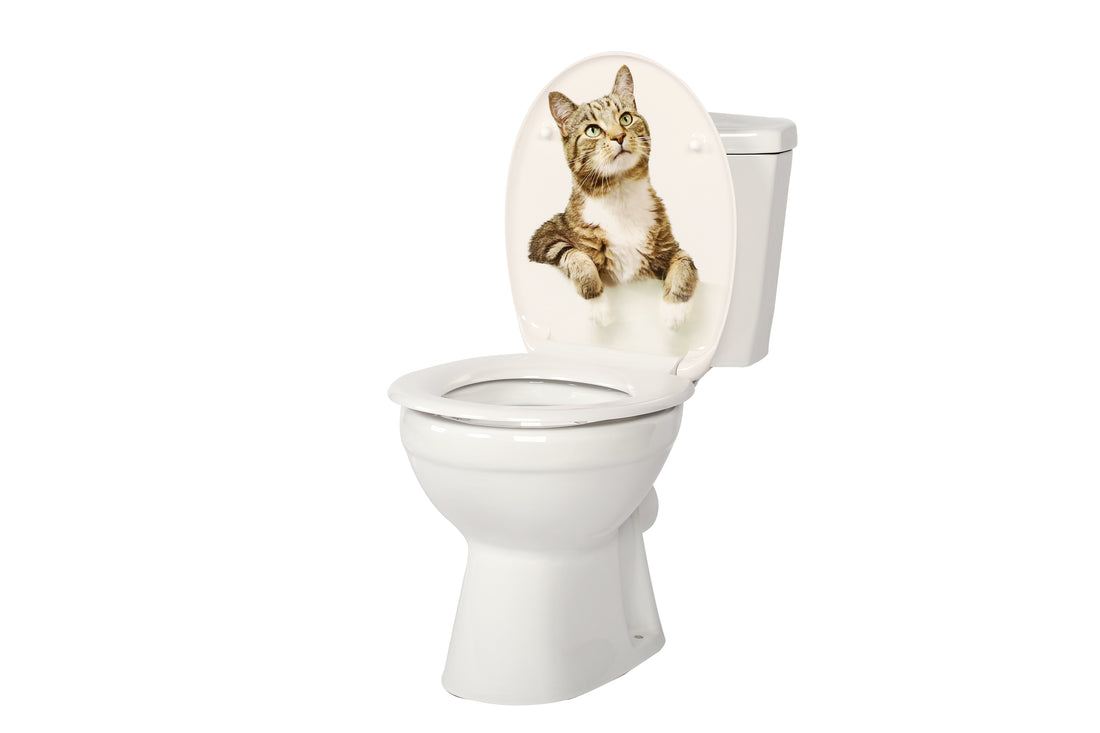 Quick-Release WC-Sitz: Montage, Demontage und Kompatibilität